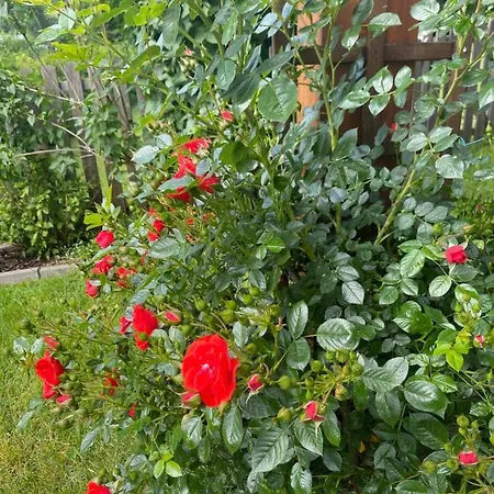 Garten Diwoky Apartment *