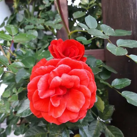 Garten Diwoky Sankt Gilgen