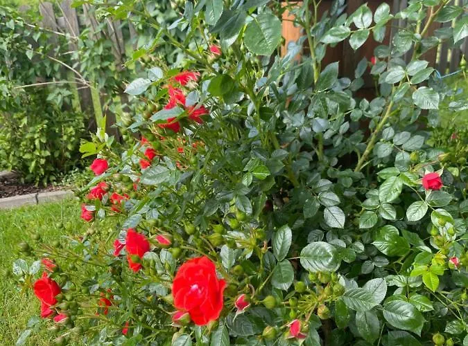 Garten Diwoky Appartamento *