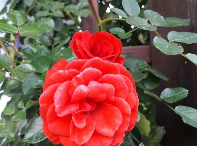 Garten Diwoky Sankt Gilgen